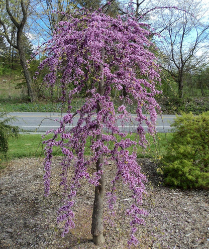 Redbud &