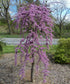 Redbud &