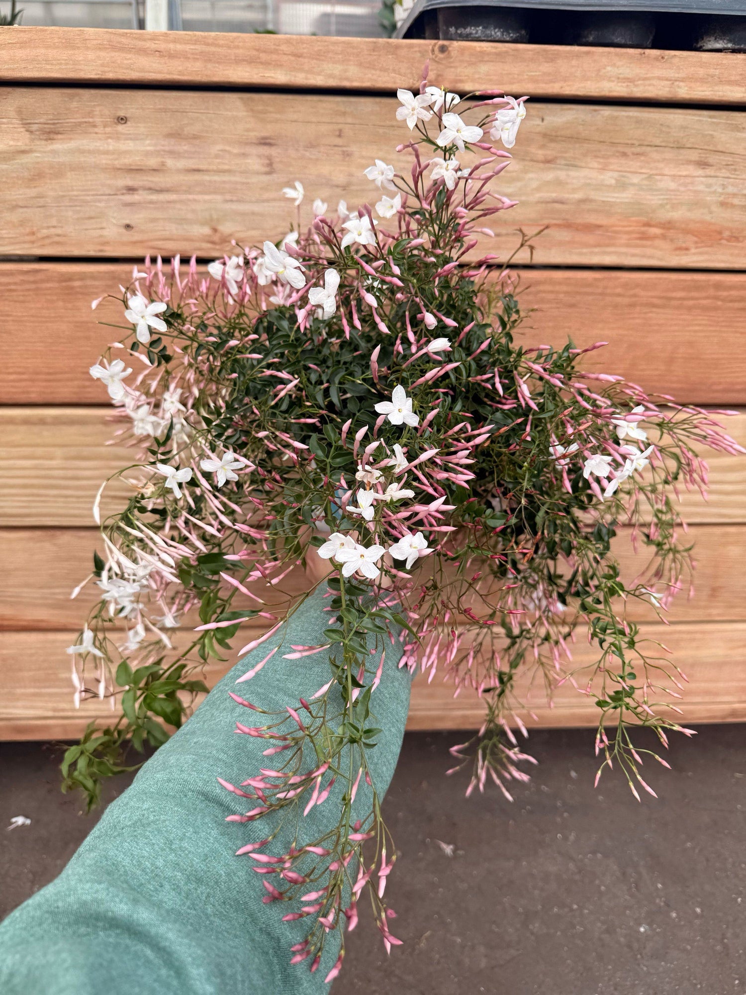 8" Jasmine Pink