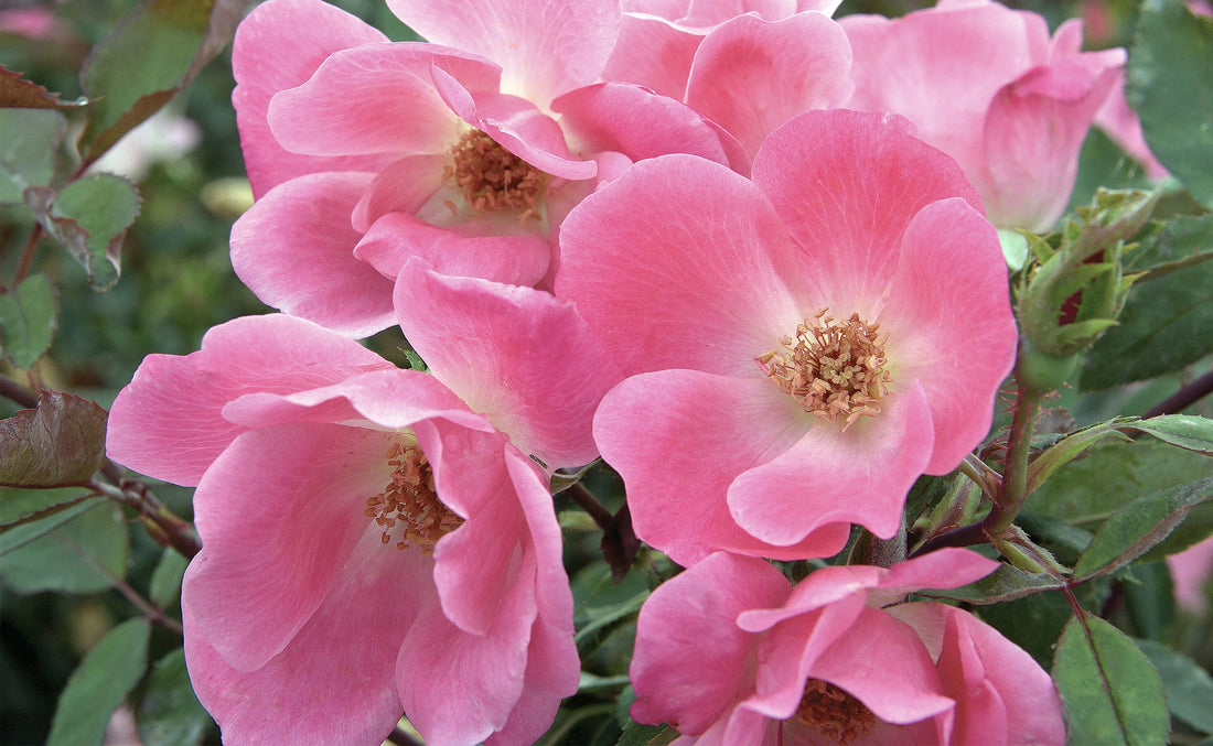 Rose &