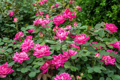 Rose &