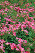 Rose &