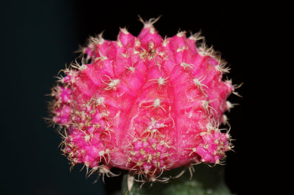3" Cactus Colorball product photo