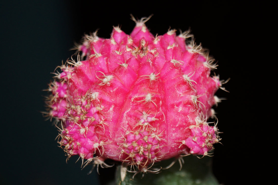 2" Cactus Grafted plant photo