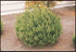 Pine mugo &