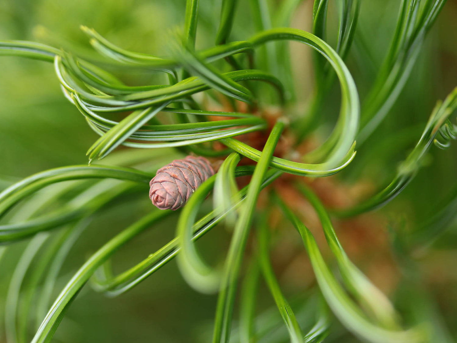 Pine &