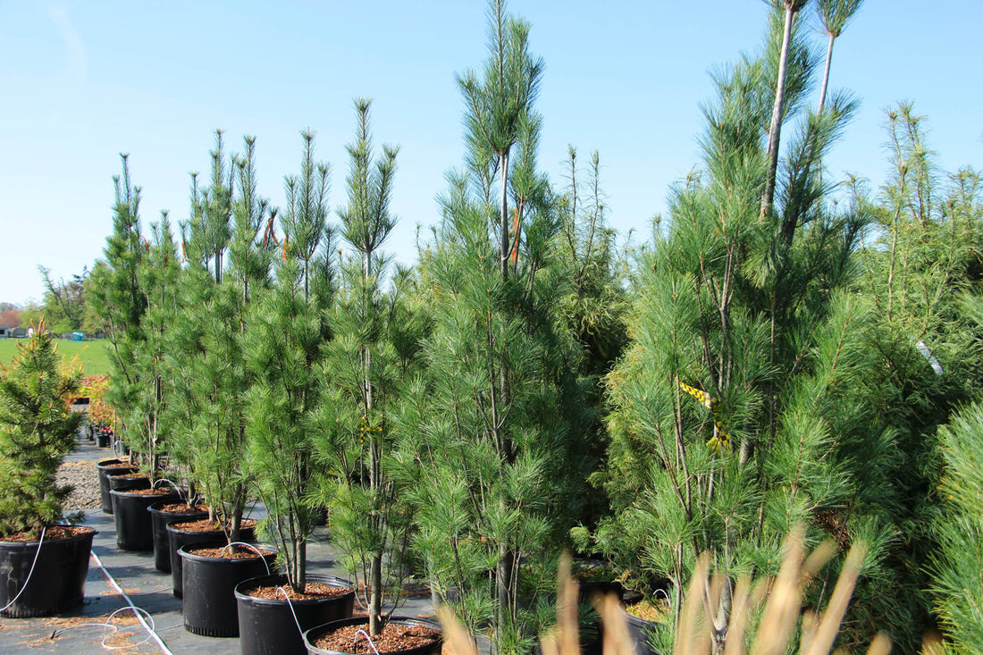 Pine &