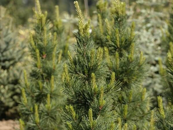 Pine &