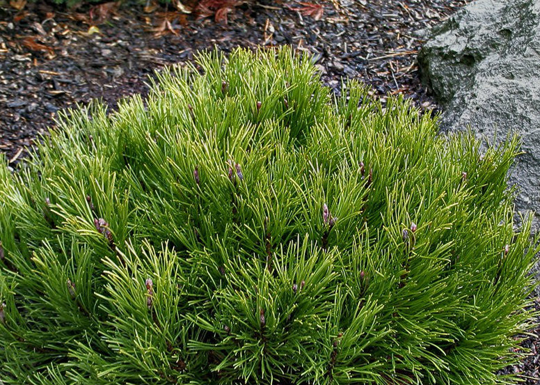Pine &