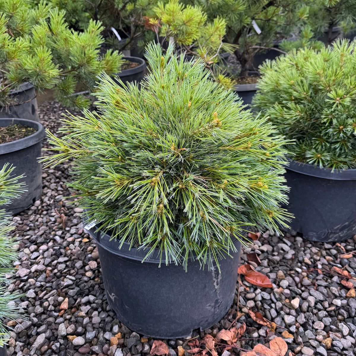 Pine &