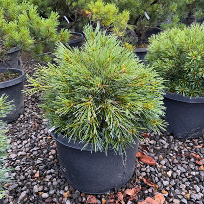Pine &