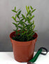 4" Hoya Engleriana plant photo
