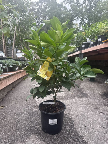 Ponderosa Lemon