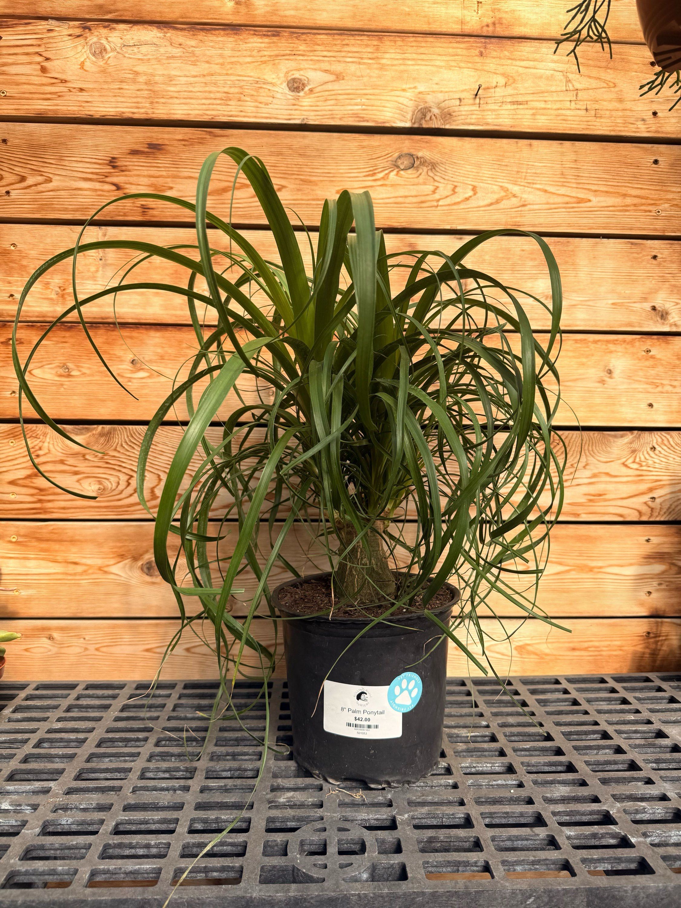 8" Palm Ponytail