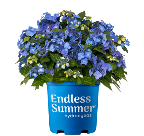 Hydrangea &