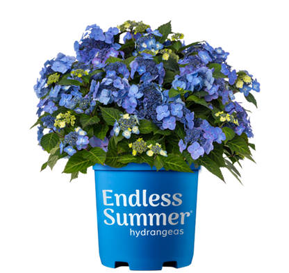 Hydrangea &