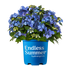Hydrangea &