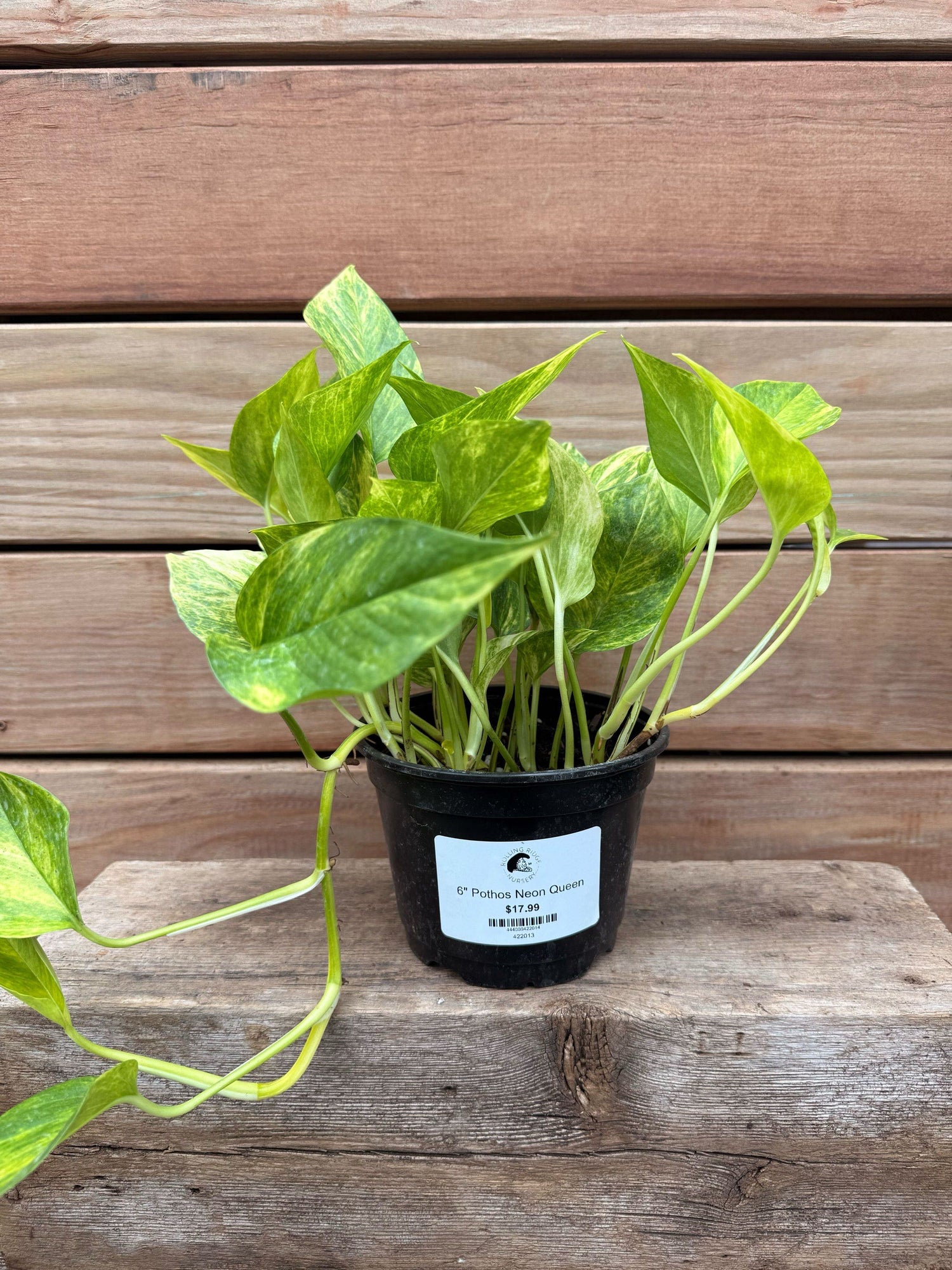 6" Pothos Neon Queen