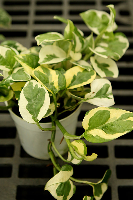 4" Pothos N&