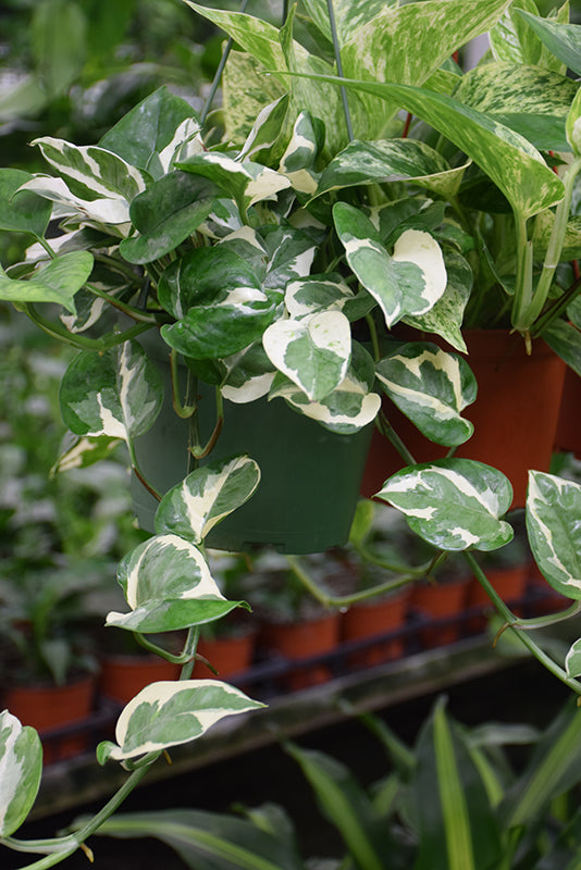 4" Pothos N&