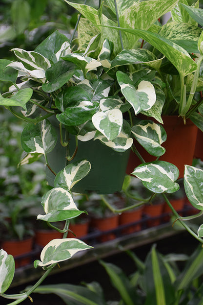 4" Pothos N&