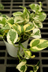 4" Pothos N&