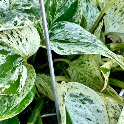 6" Epipremnum Snow Queen plant photo