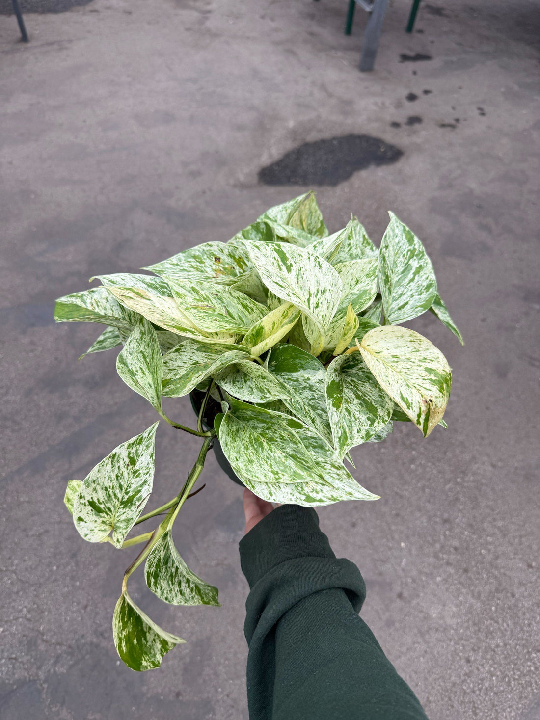 6" Pothos Snow Queen