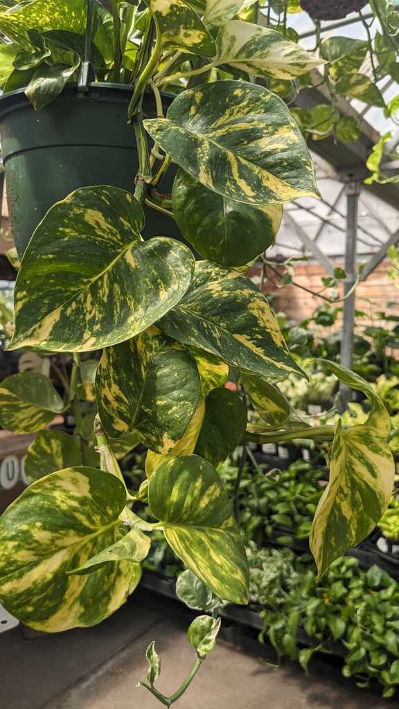 Pothos Hawaiian