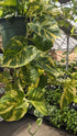 Pothos Hawaiian