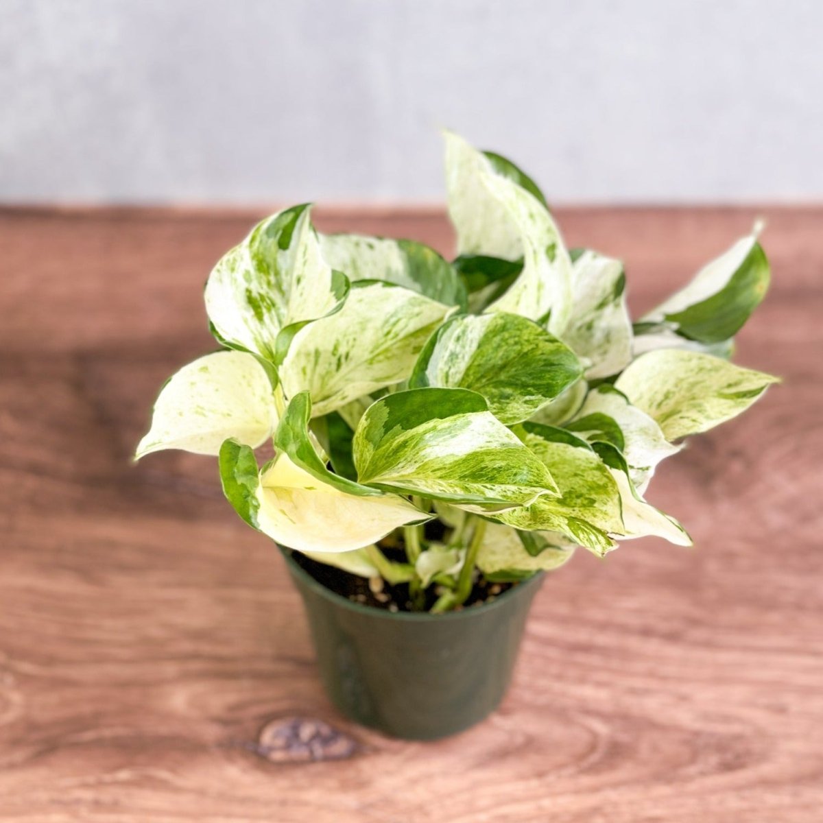4" Pothos Manjula plant photo