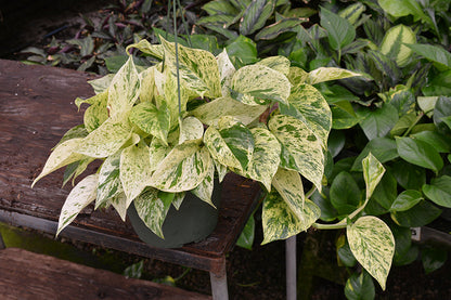 Pothos Marble Queen plant photo