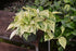 Pothos Marble Queen plant photo