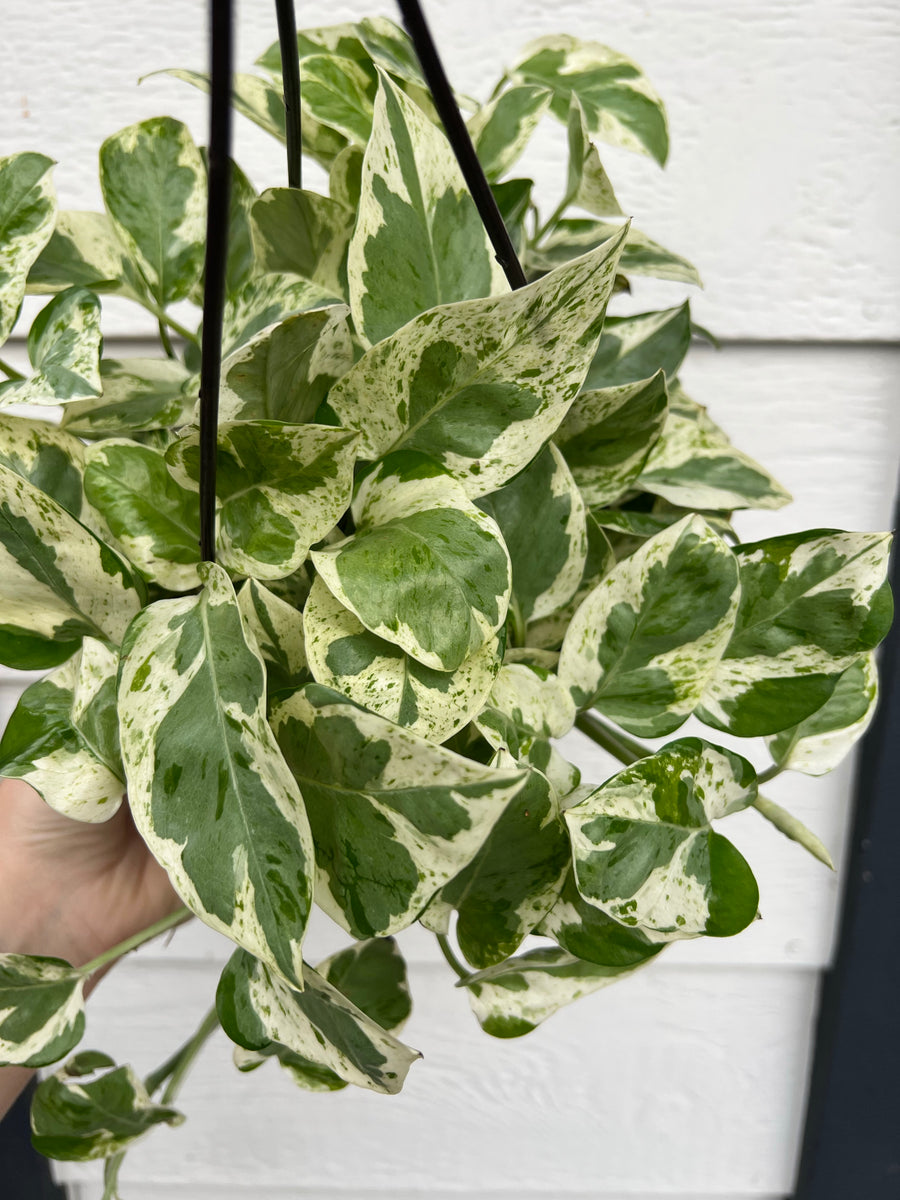 6" Pothos Pearls &amp; Jade plant photo