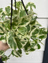 6" Pothos Pearls & Jade plant photo