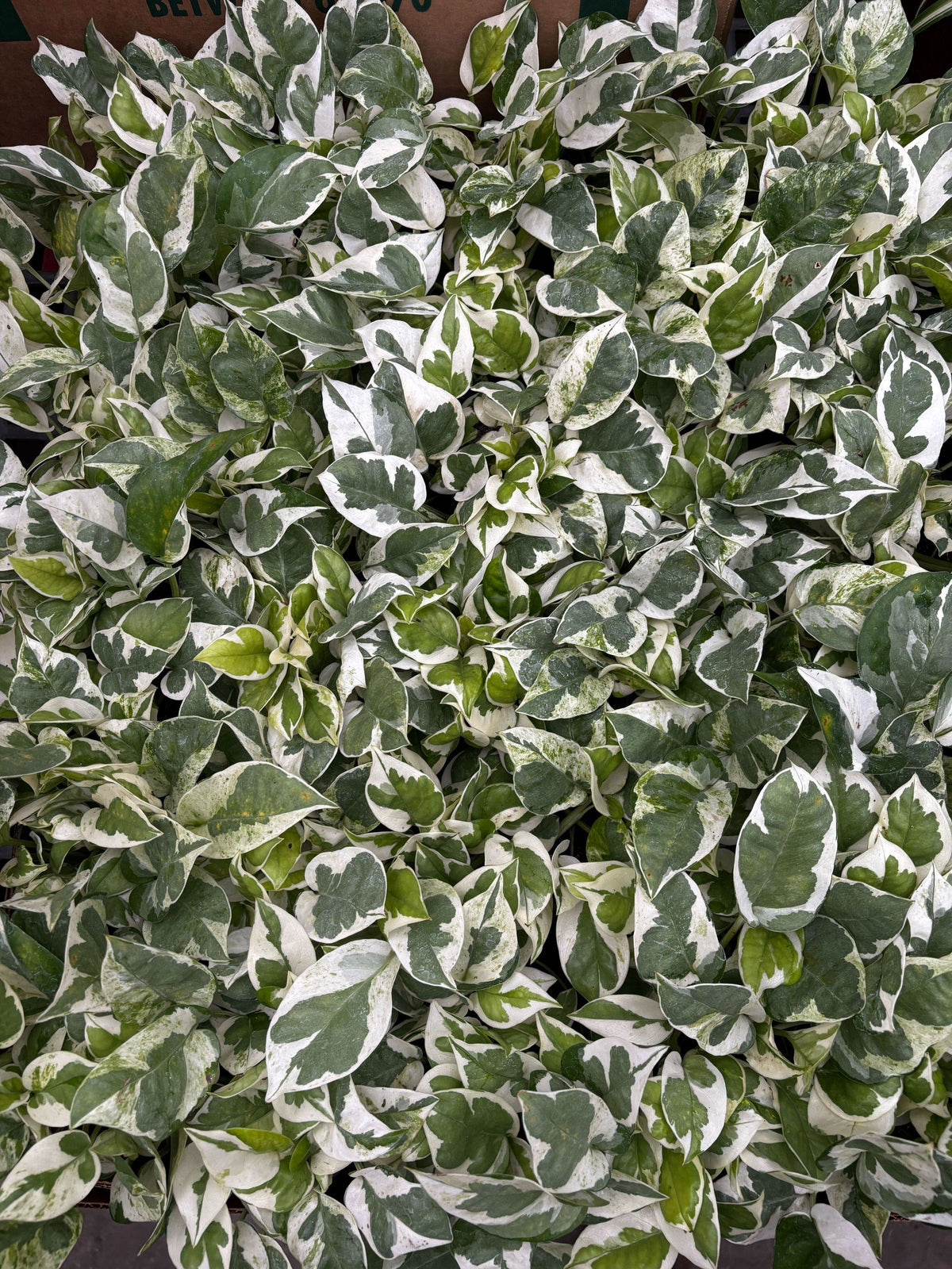 Pothos Pearls &amp; Jade