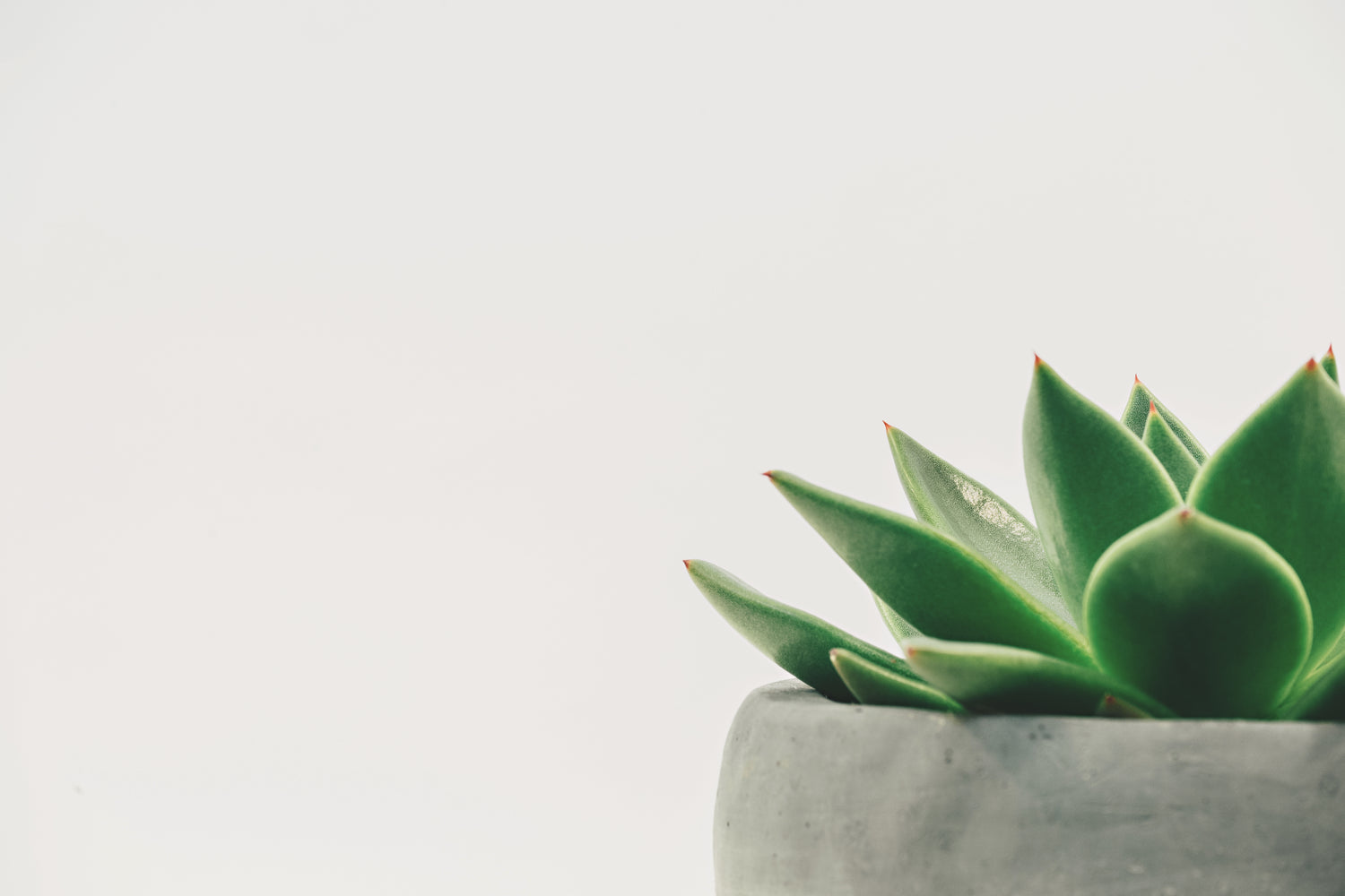4" Succulent Echeveria product photo