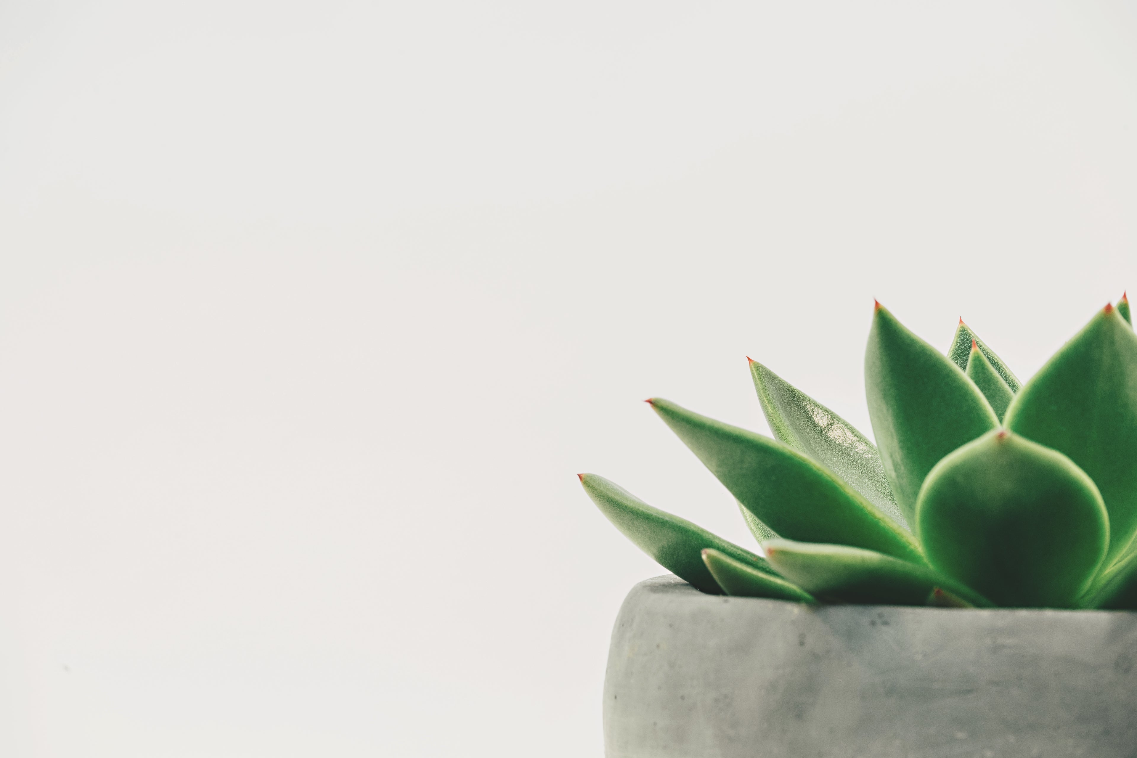 4" Succulent Echeveria product photo