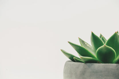 4" Succulent Echeveria product photo