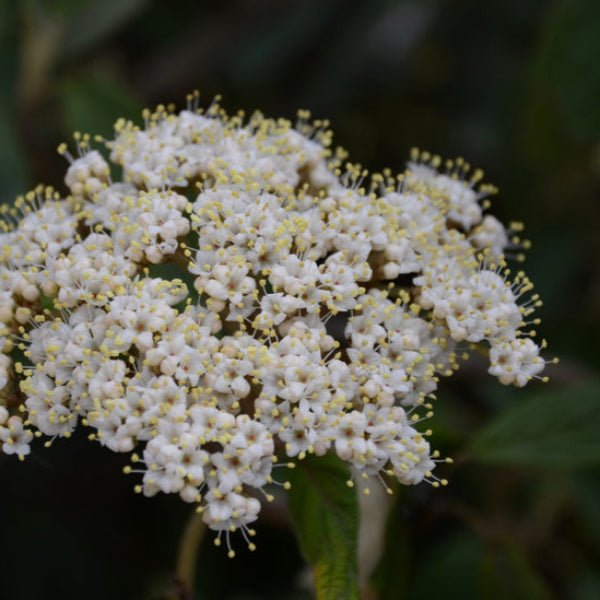 Viburnum &