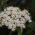 Viburnum &