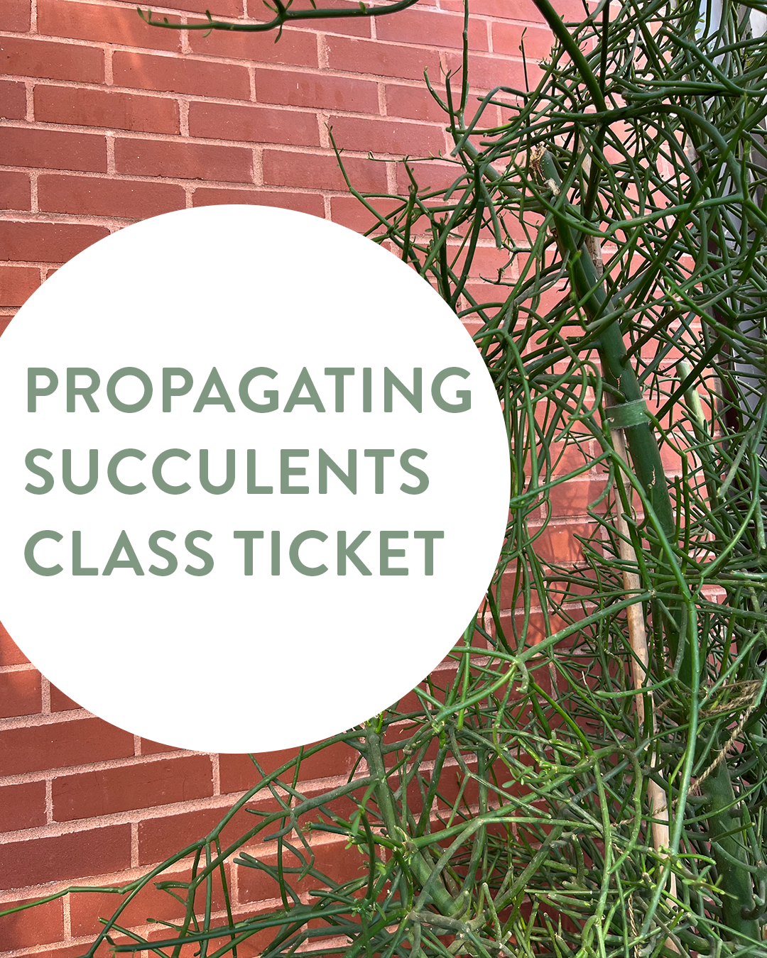 Propagating Succulents Class - TICKET