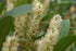 Cherry Laurel &