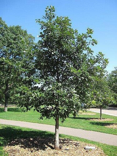 Oak Swamp White 