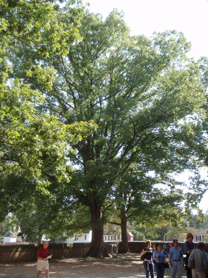 Oak White 