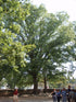 Oak White 