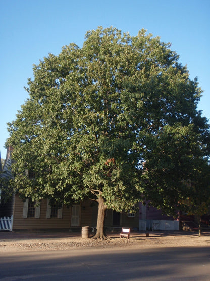 Oak Northern Red 