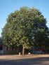 Oak Northern Red 