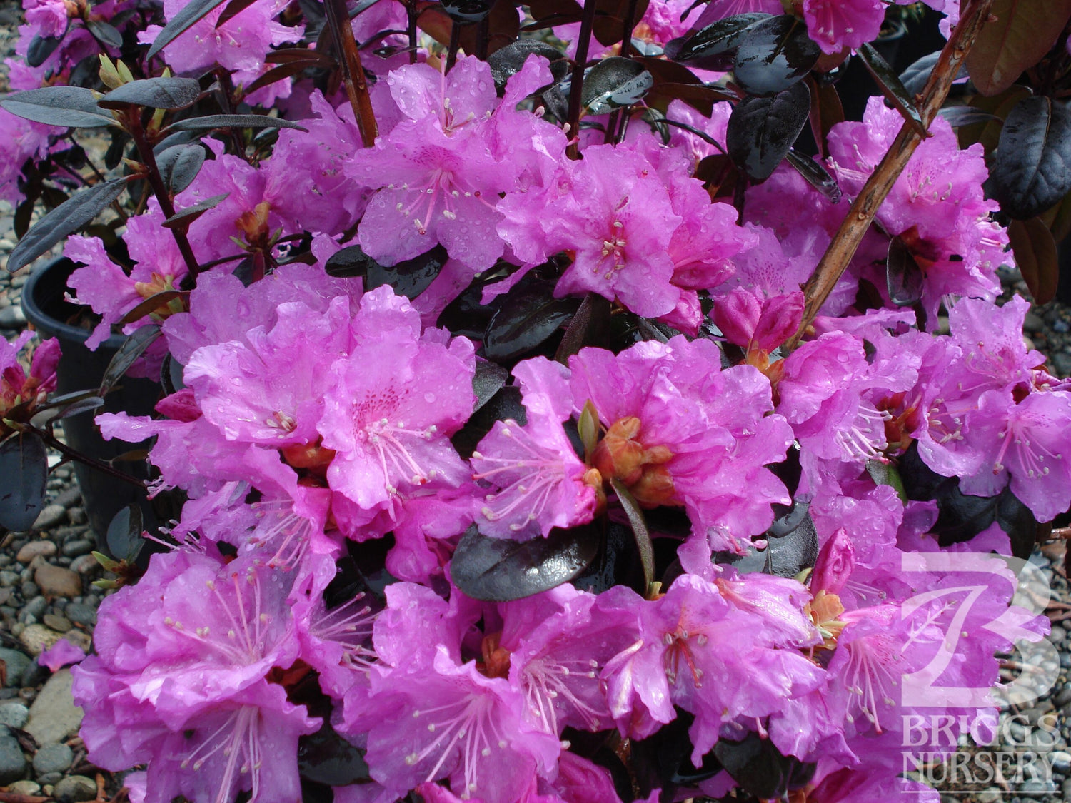 Rhododendron &