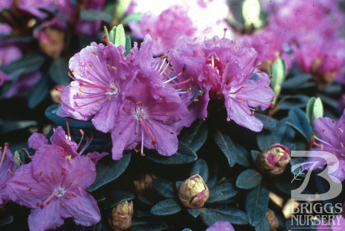 Rhododendron &